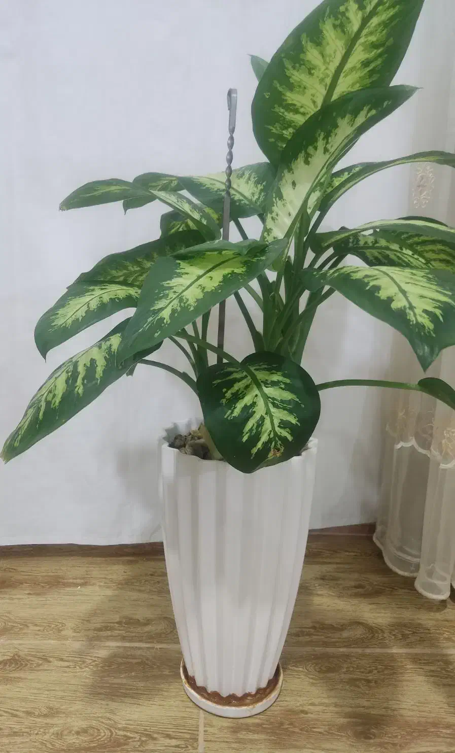 گل های اپارتمانی|گل و گیاه طبیعی|هرسین, |دیوار