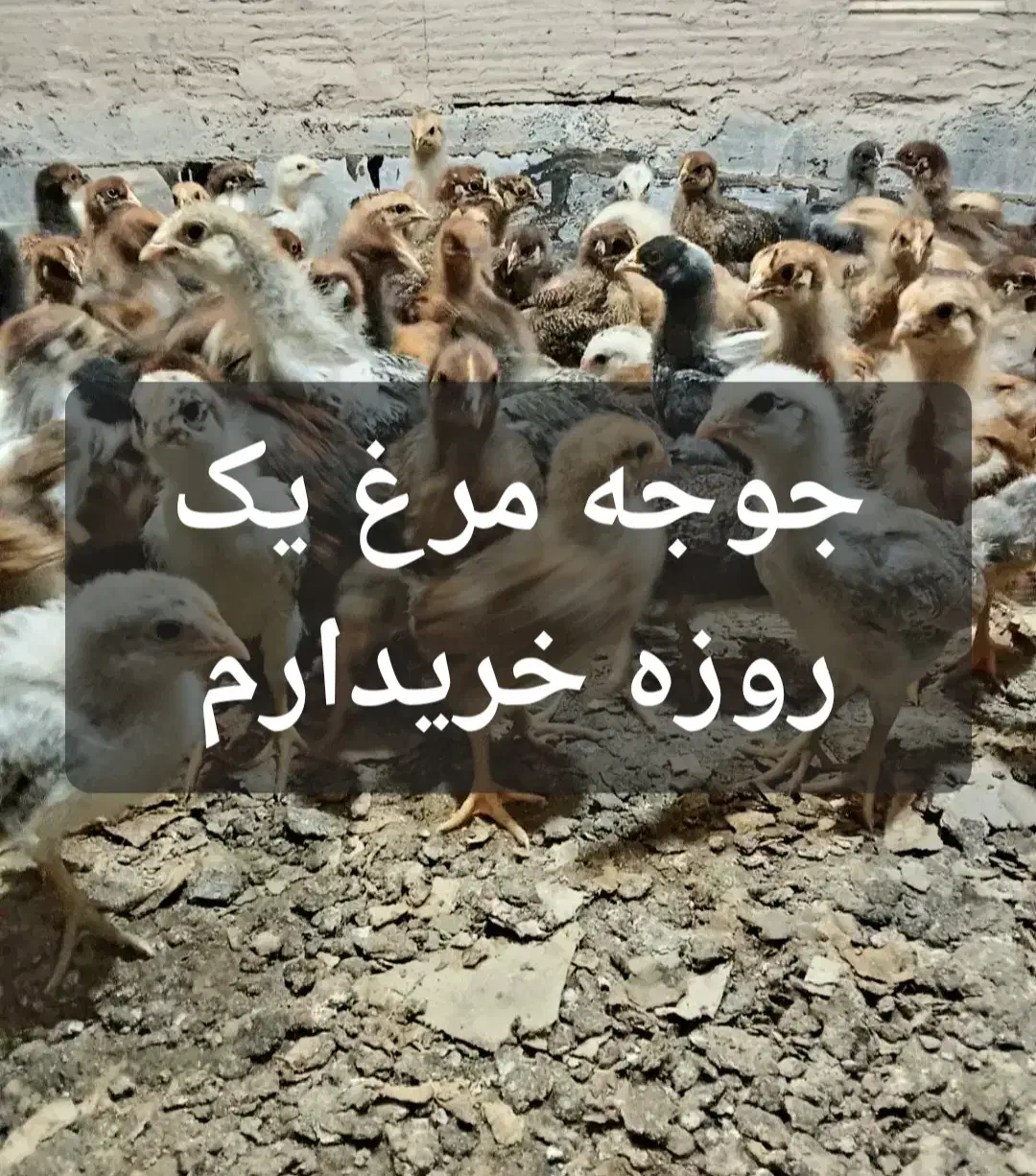 اگزوز ۱۲۵|قطعات یدکی و لوازم جانبی|اندیمشک, |دیوار