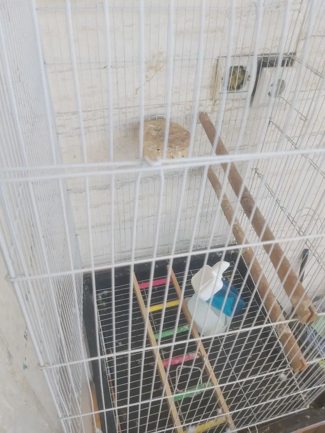 قفس طوطی با وسایل|لوازم جانبی حیوانات|بندرعباس, |دیوار