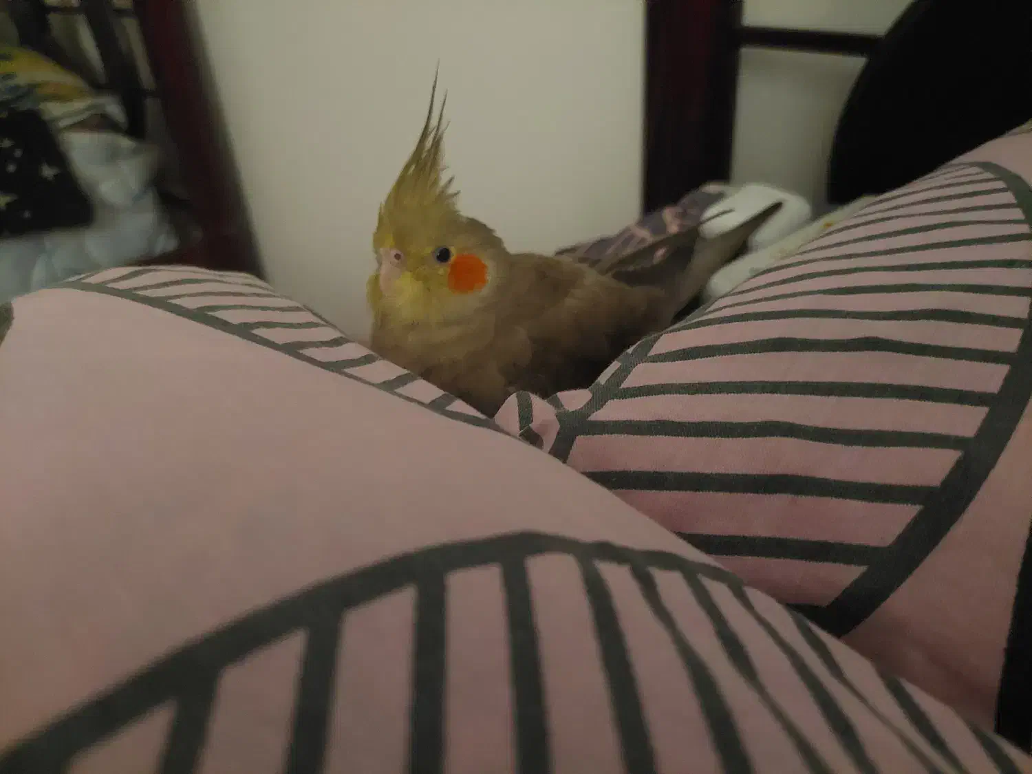 عروس هلندی گمشده|پرنده|آبادان, |دیوار