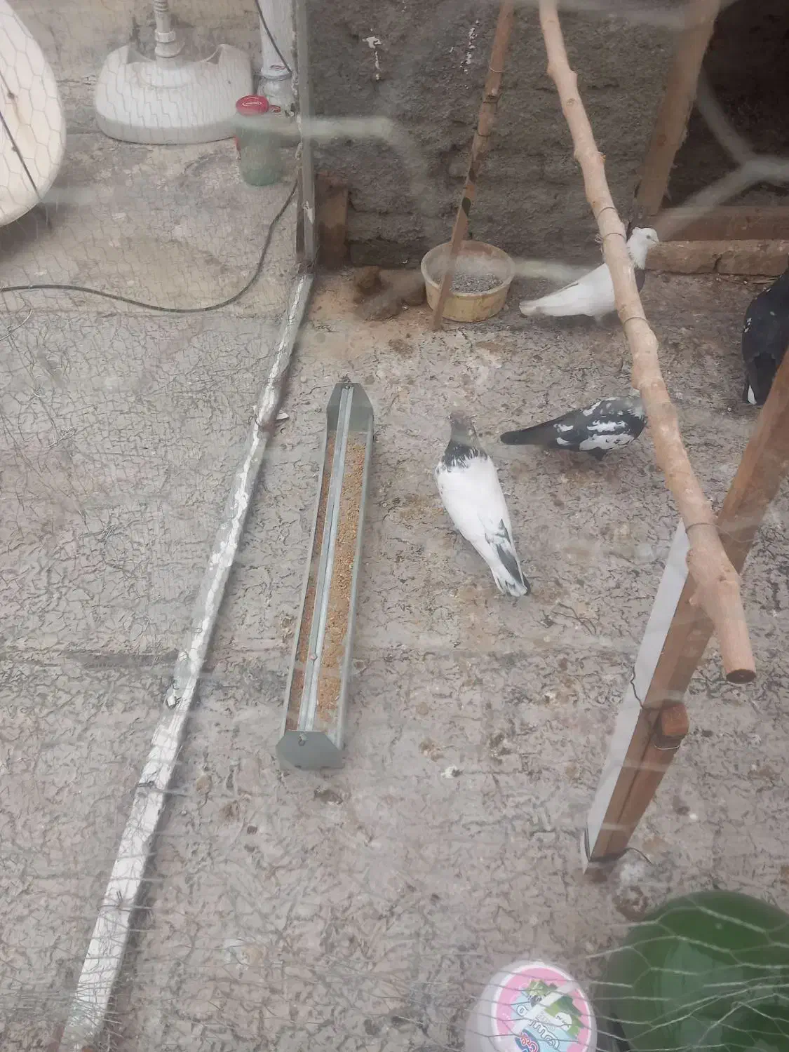 طوقی ماده تخم گذار|پرنده|رباط‌کریم, شترخوار|دیوار