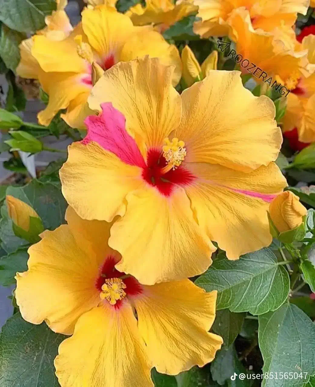 اجاره کوتاه مدت باغ ویلا|اجارهٔ کوتاهمدت ویلا و باغ|بندر گناوه, |دیوار