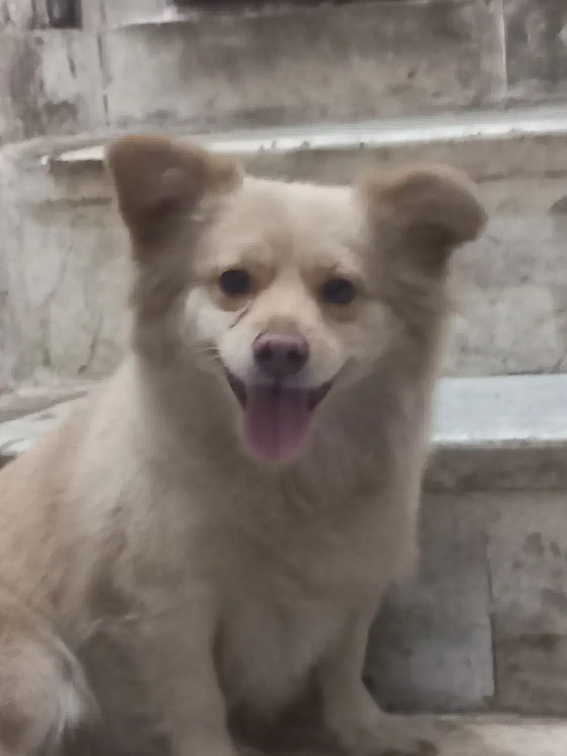 سگ پاکوتاه اشپیتز پامر|سگ|بم, |دیوار