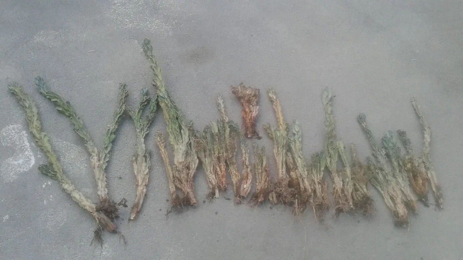 کاکتوس صخره ای|گل و گیاه طبیعی|خوی, |دیوار