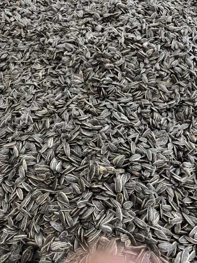 شورکاری تخمه وآجیل حرفه ای|عمدهفروشی|قرچک, شهرک صنعتی قرچک|دیوار