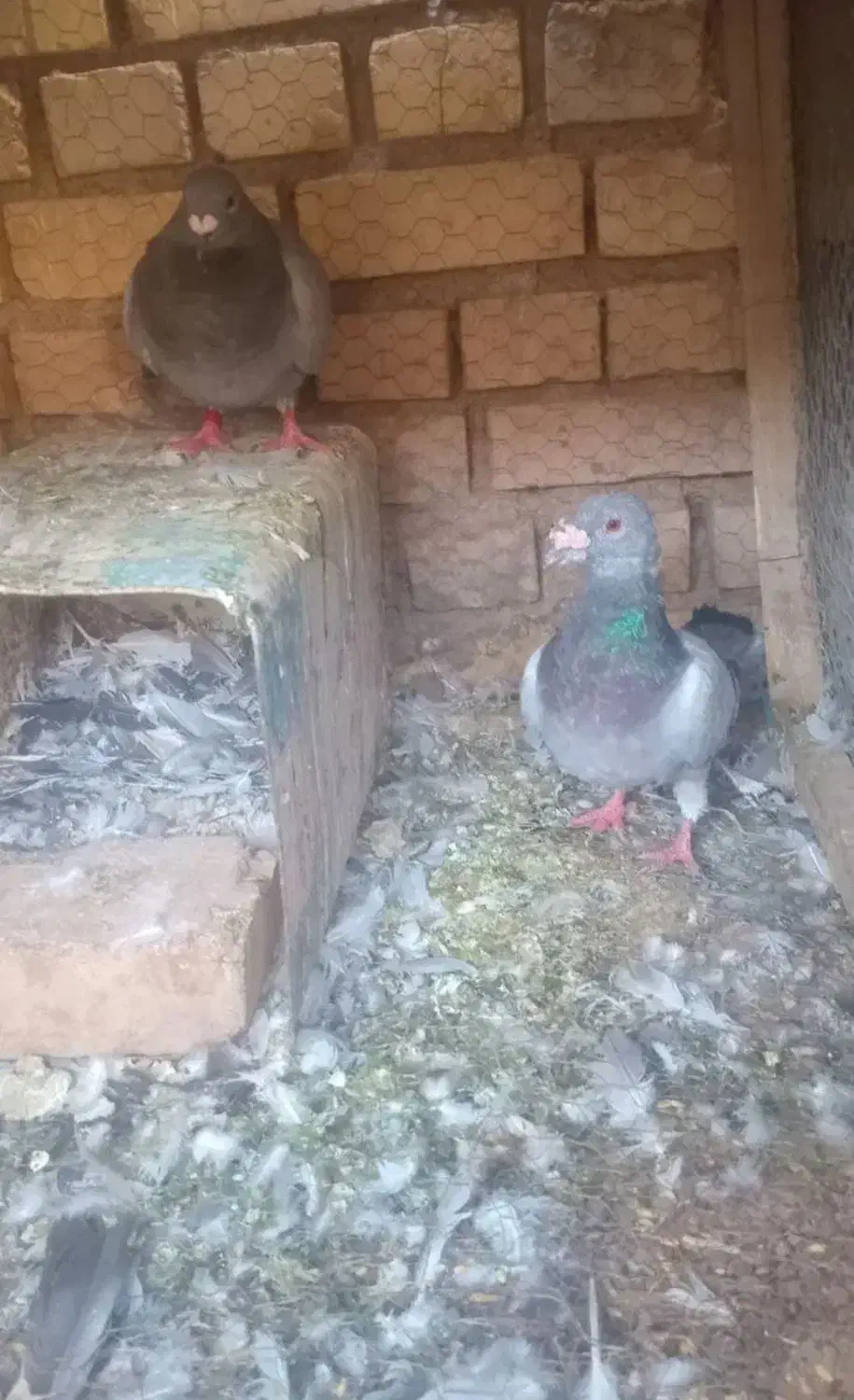 جفت دوخط|پرنده|فردوس (خراسان), |دیوار