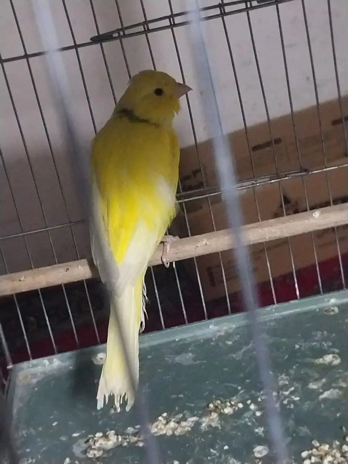 قناری رسمی|پرنده|قرچک, میرزائی شمالی|دیوار