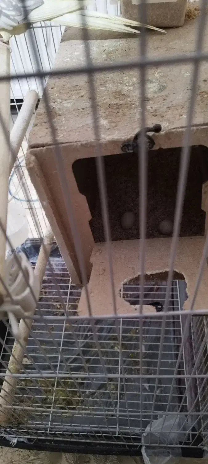 عروس هلندی|پرنده|تهران, طیب|دیوار