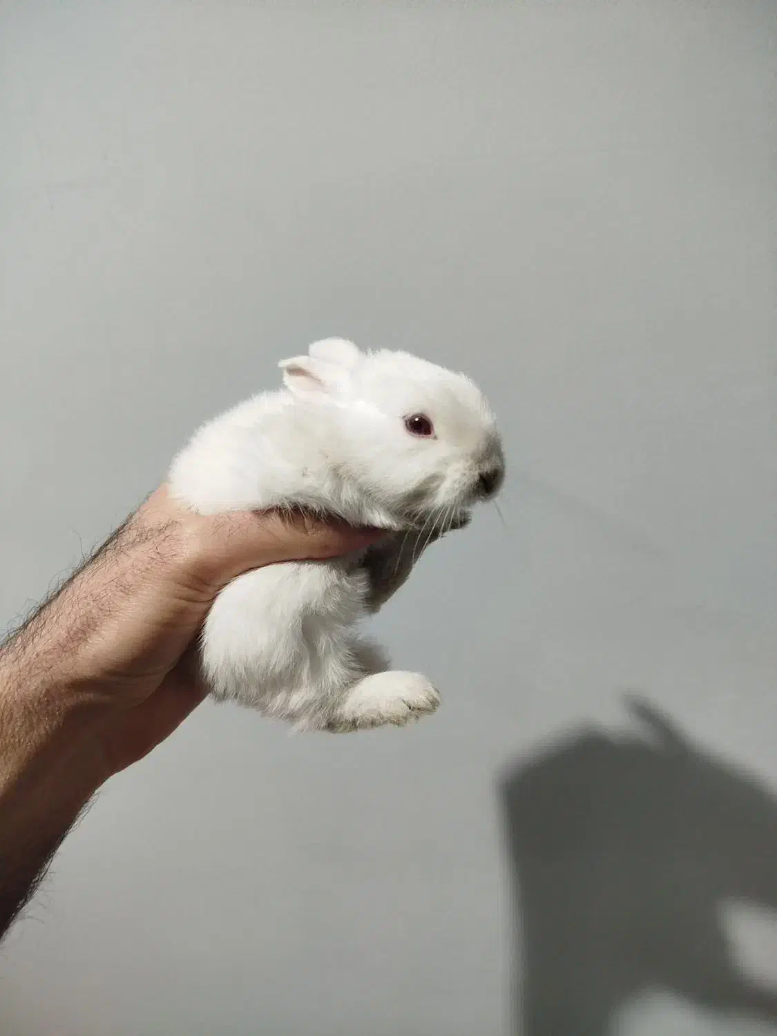 بچه خرگوش|موش و خرگوش|مریوان, |دیوار