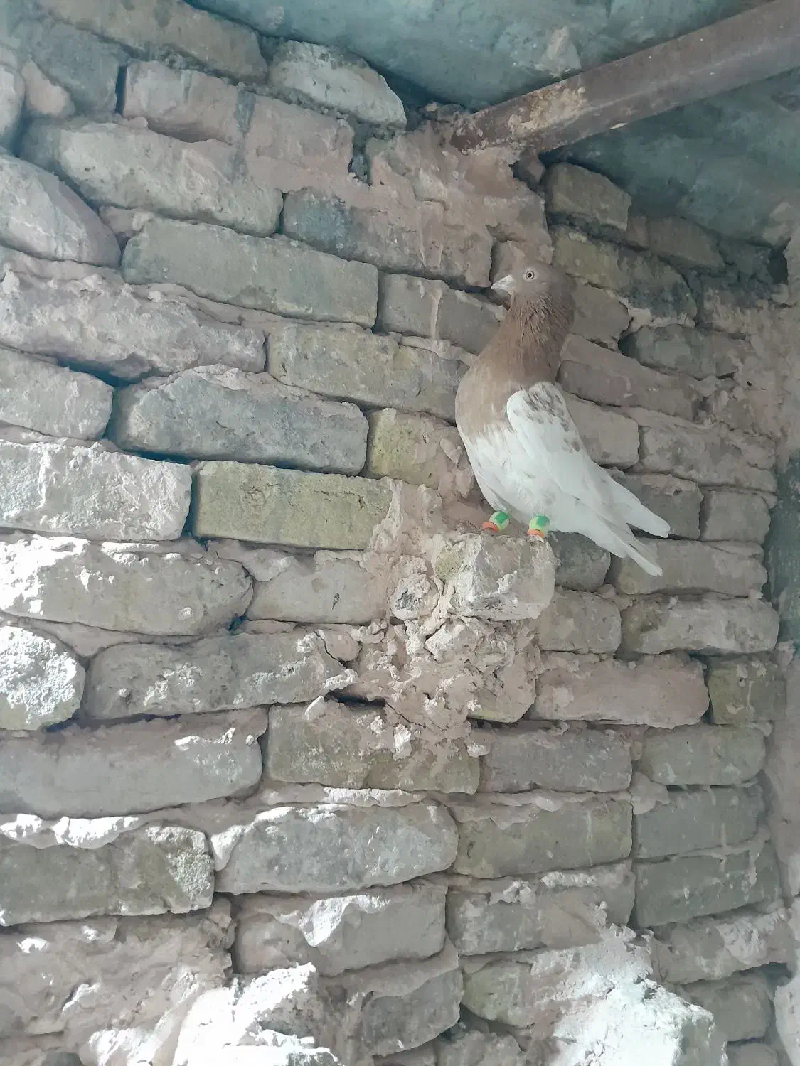 کفترا همه گرفتی|پرنده|سبزوار, باهنر|دیوار