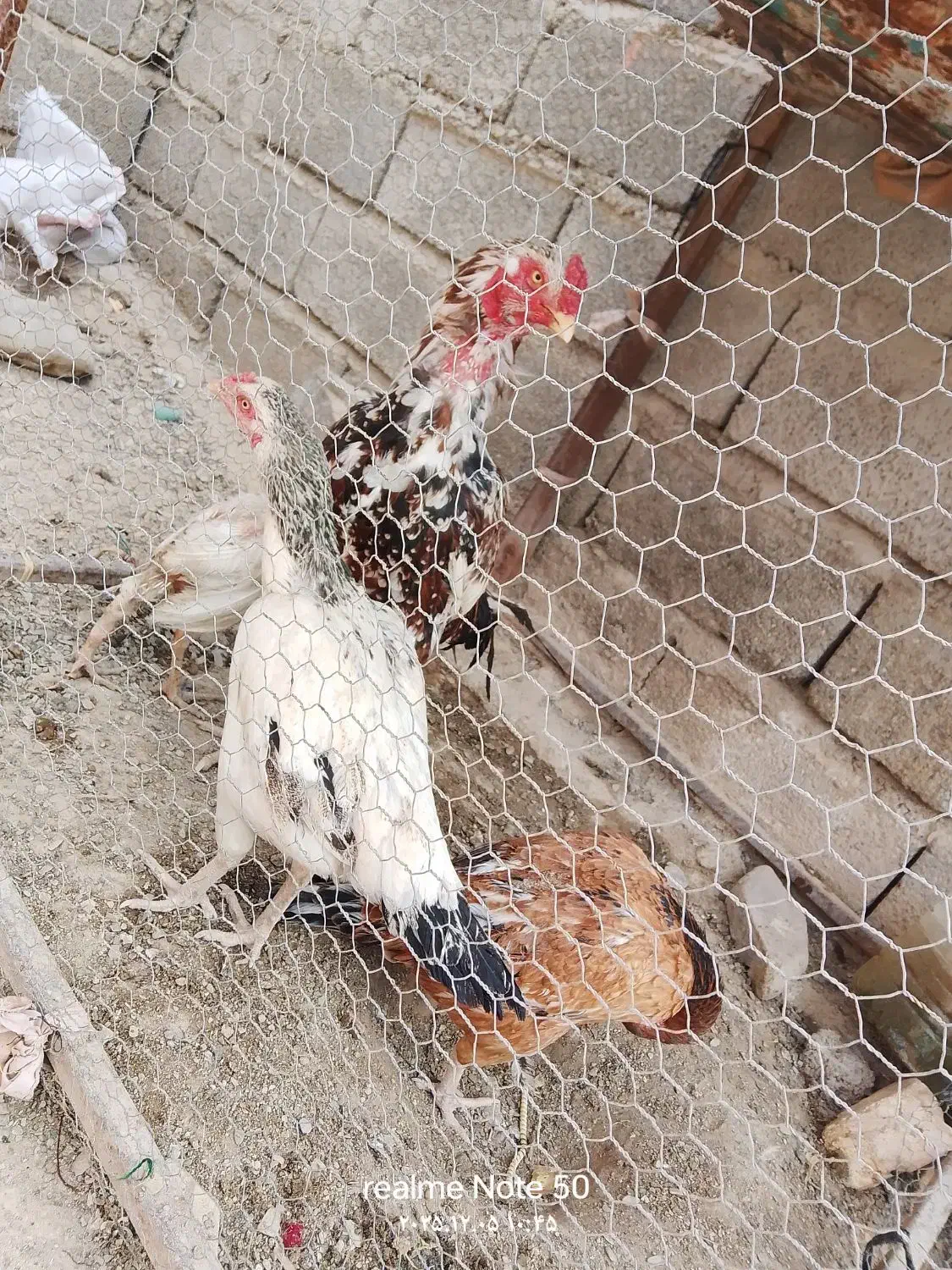 خروس لاری|حیوانات مزرعه|سراوان, |دیوار