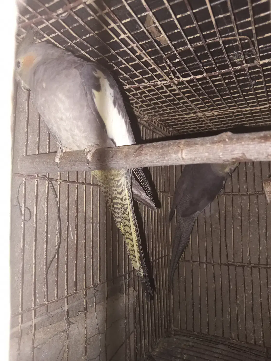 عروس هلندی ماده بالغ ۴تا|پرنده|گرگان, |دیوار