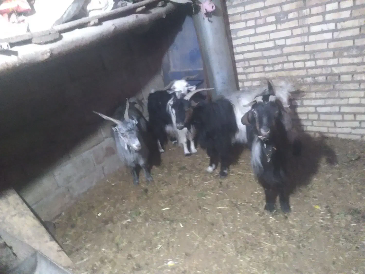 بز و گوسفند|حیوانات مزرعه|لالی, |دیوار