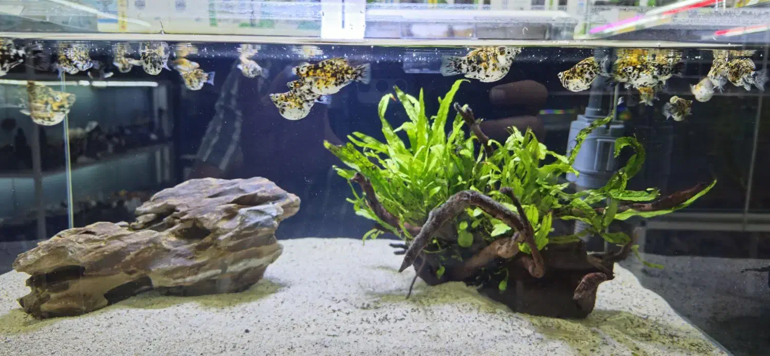 بار بزرگ ماهی آکواریوم از اندونزی رسید|ماهی|همدان, |دیوار