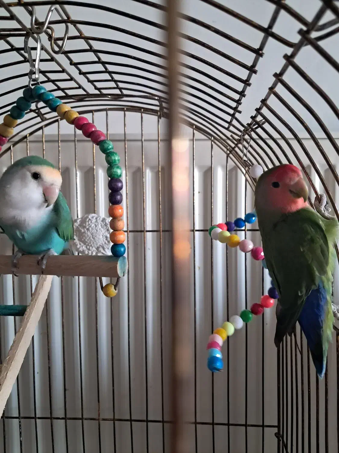 طوطی برزیلی|پرنده|محمدیه-قزوین, |دیوار