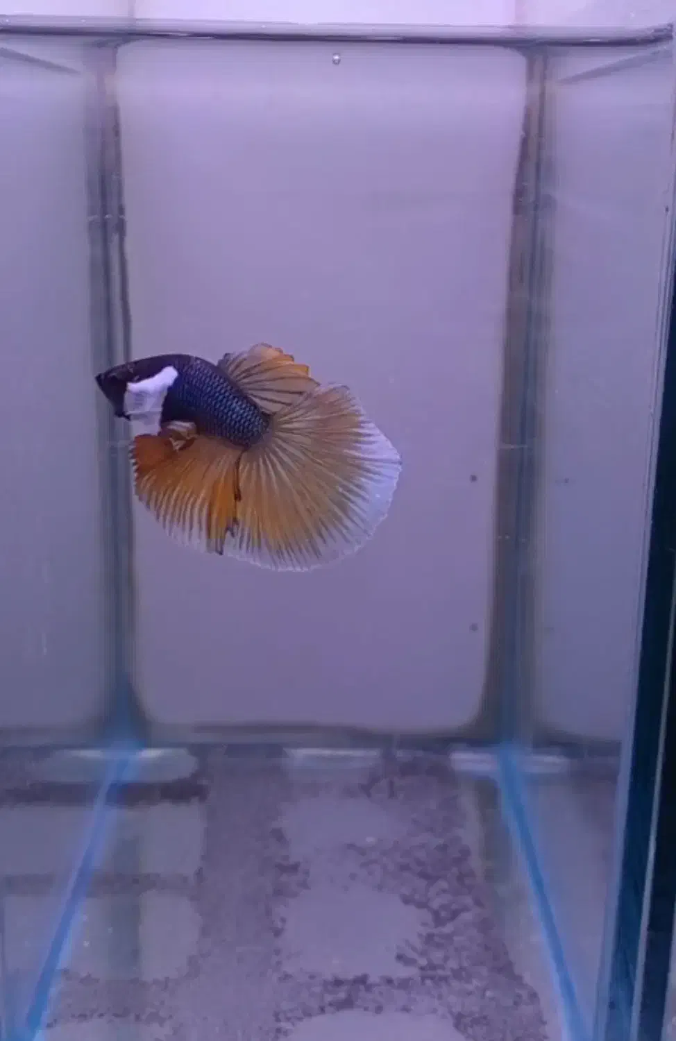 فایتر|ماهی|رشت, توشیبا|دیوار