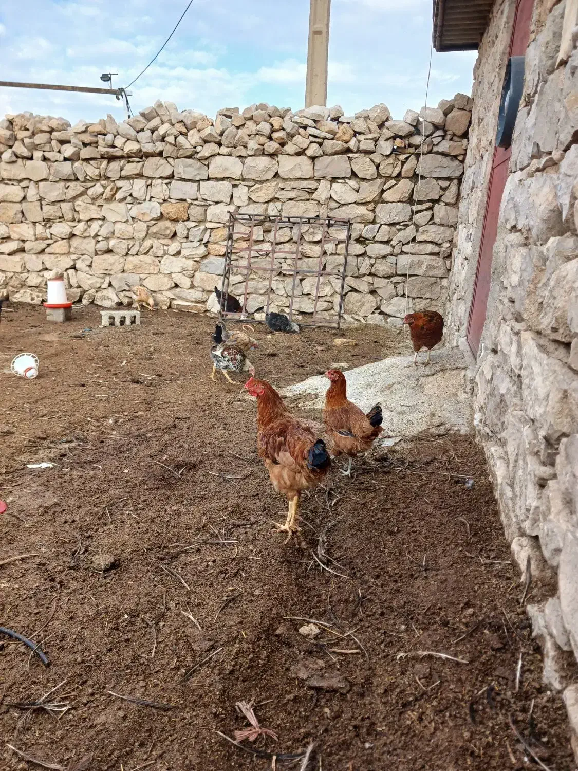 خروس|حیوانات مزرعه|سرپل ذهاب, |دیوار