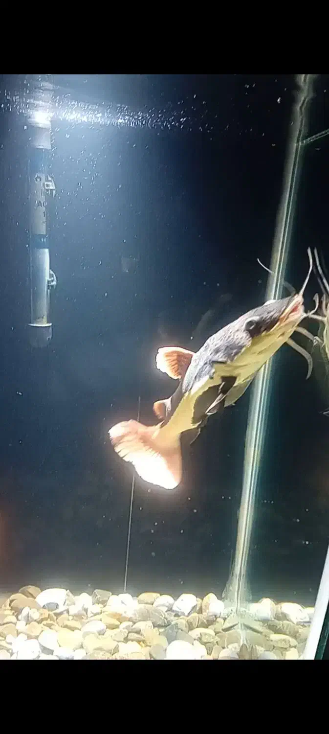 ماهی آکواریومی|ماهی|لاهیجان, کوی آزادگان|دیوار