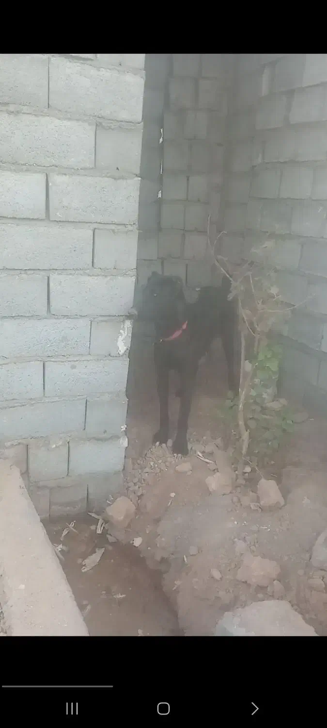 سگ بومی|سگ|برخوار, |دیوار