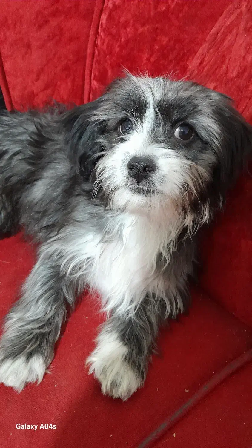 توله سگ شیتزو تریر ماده|سگ|کرمان, |دیوار