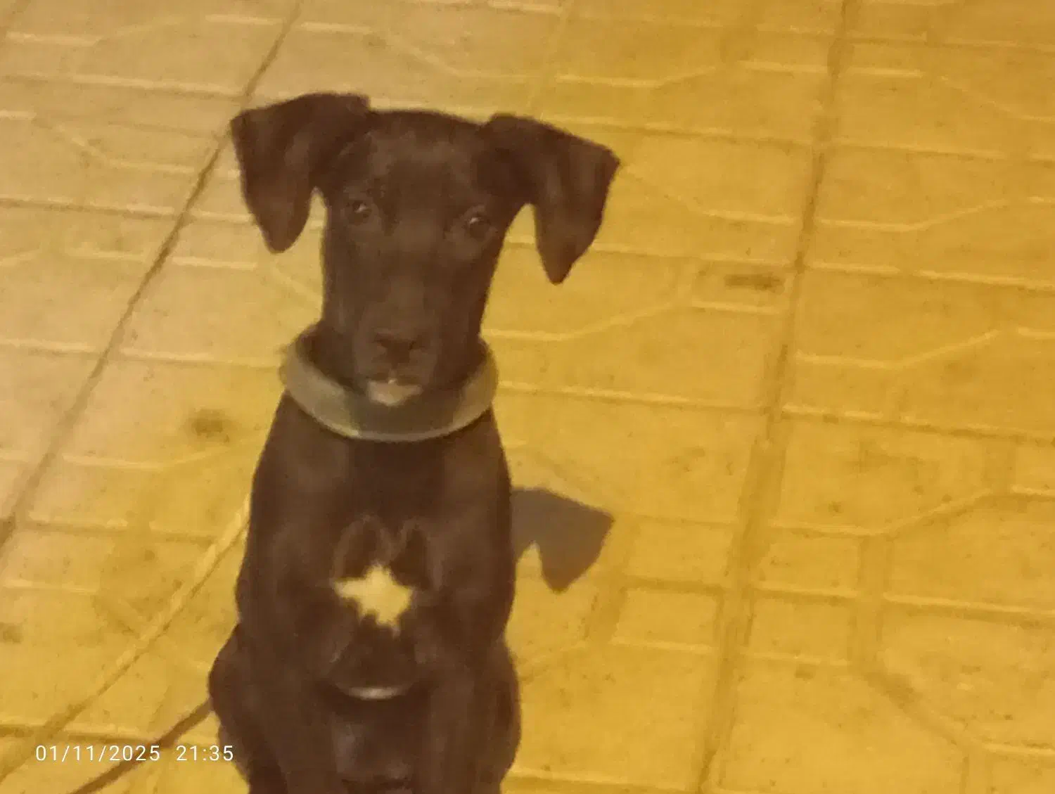 سگ پرسا واگذاری|سگ|بندر کنگان, |دیوار