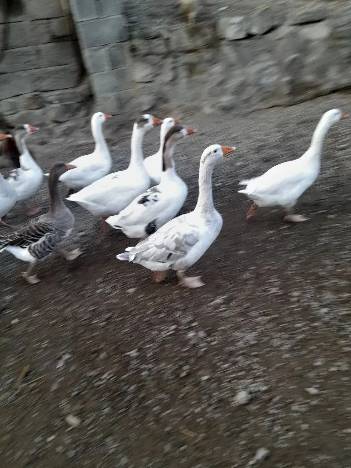 غاز طبیعی  محلی|حیوانات مزرعه|اردبیل, |دیوار