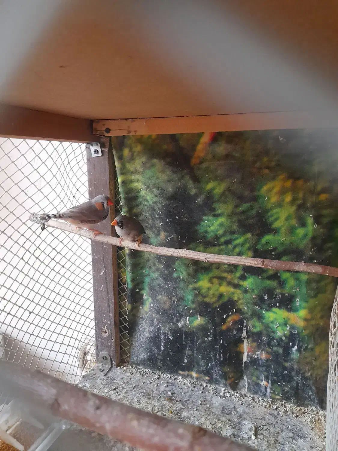 فنچ رو تخم کارداده|پرنده|پاکدشت, شهرک انقلاب|دیوار