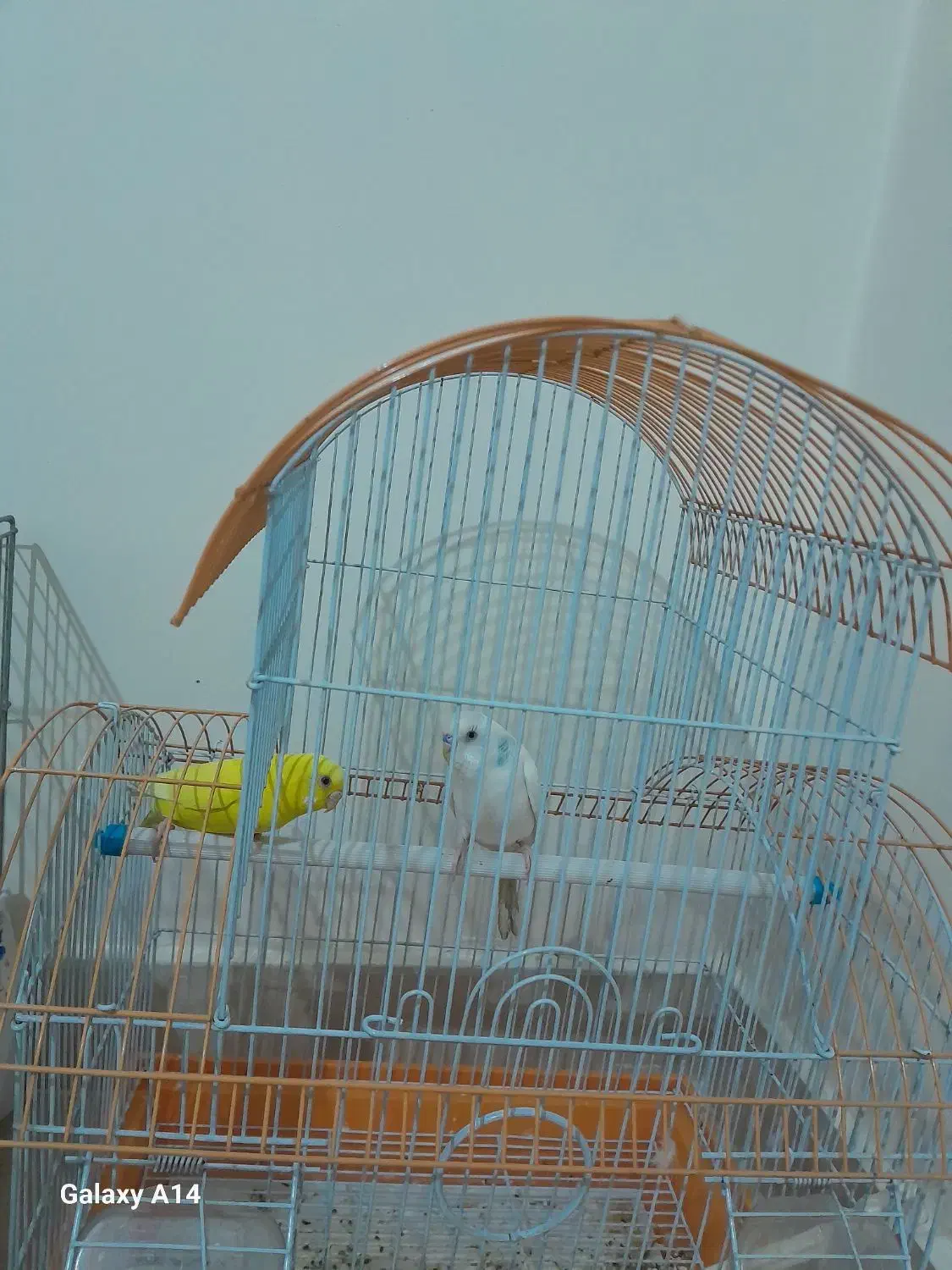 مرغ عشق با قفس|پرنده|اسلام‌شهر, شهرک واوان|دیوار