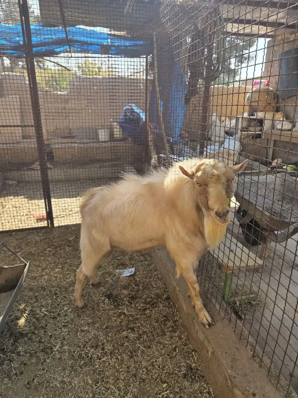 نر بز دو رگ|حیوانات مزرعه|یزد, |دیوار