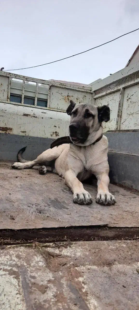 ماده سرابی گمشده جاده کیاکلا|حیوانات|بابل, |دیوار