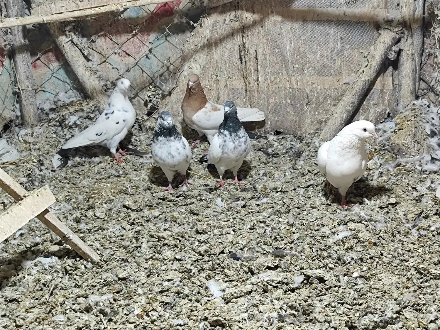 ۶ عدد کبوتر گشتی|پرنده|سنندج, |دیوار