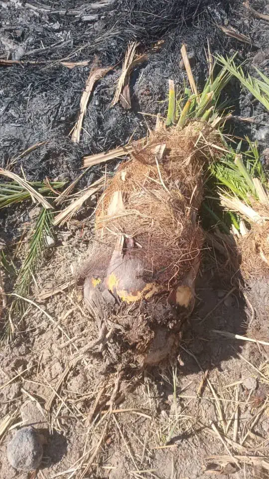 برحی اصل با ضمانت|خدمات باغبانی و درختکاری|سعدآباد, |دیوار