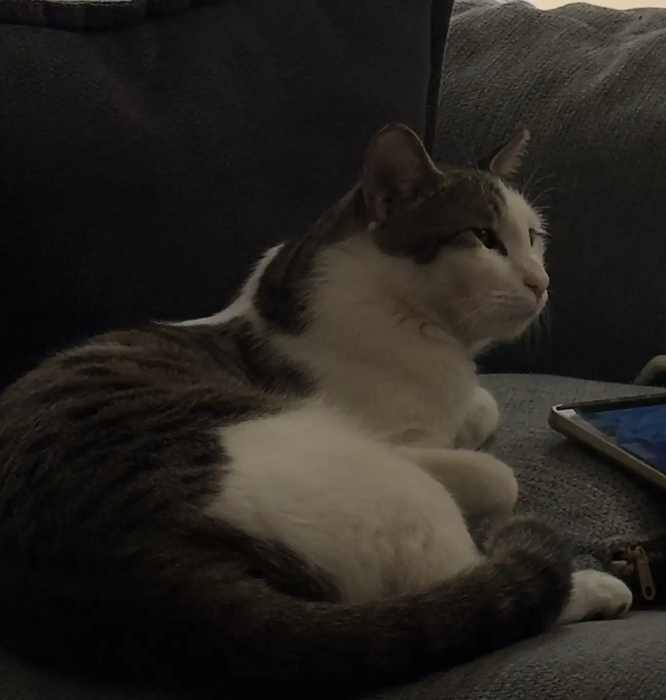 واگذاری|گربه|قم, باجک دو|دیوار