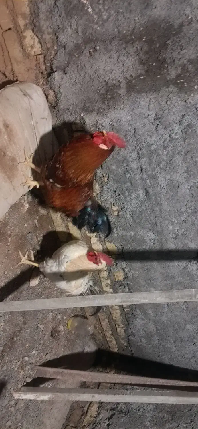 خروس|حیوانات مزرعه|یزد, |دیوار