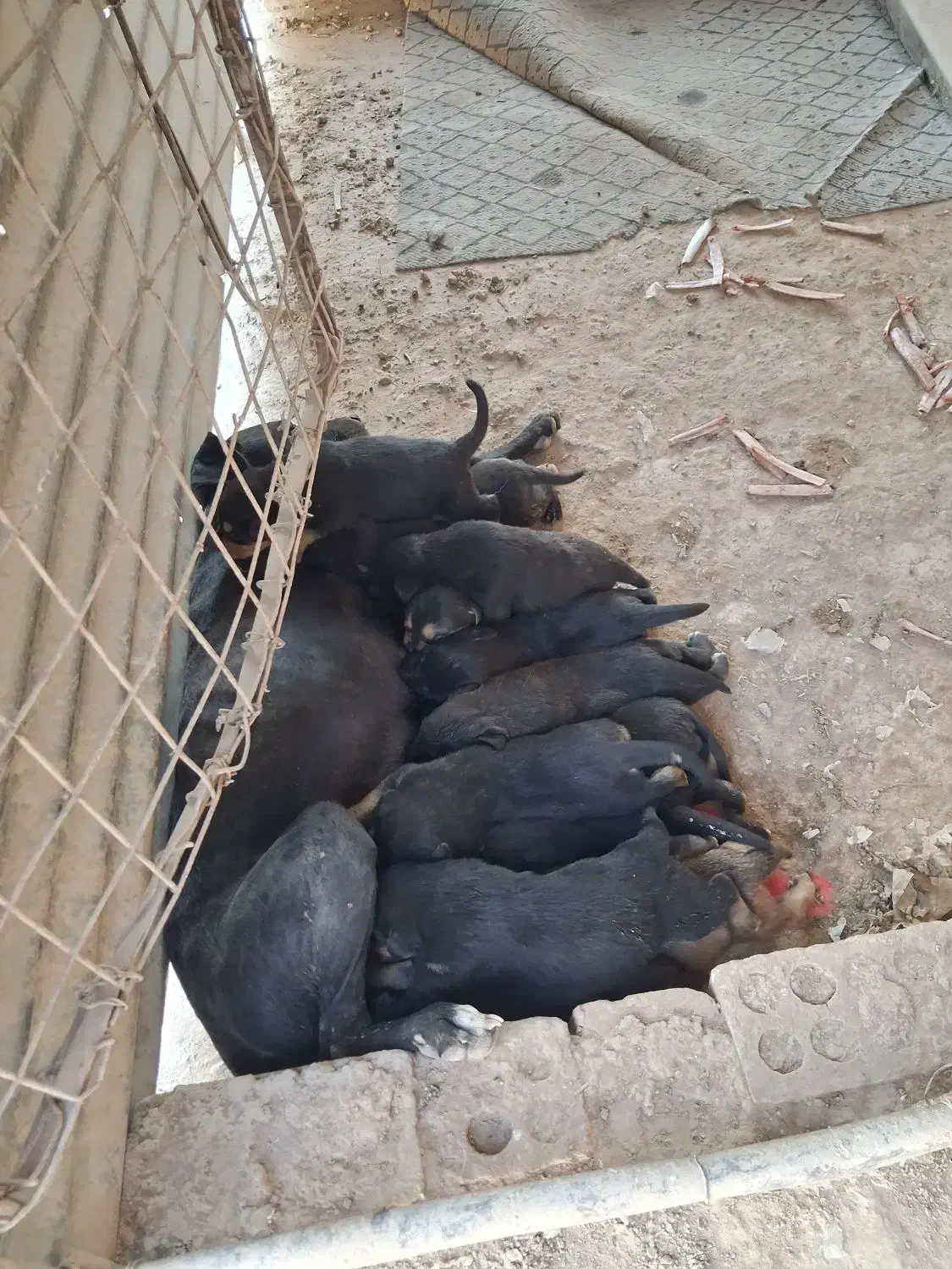 توله سگ|سگ|برخوار, |دیوار