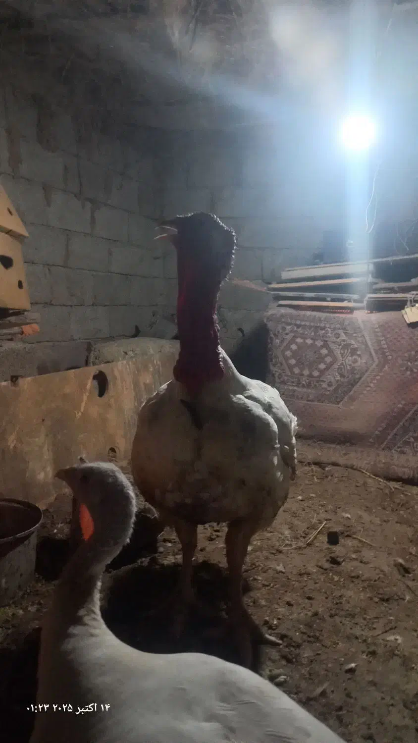 اجفت بوقلمون نروماده،گوشتی|حیوانات مزرعه|سنگر, |دیوار