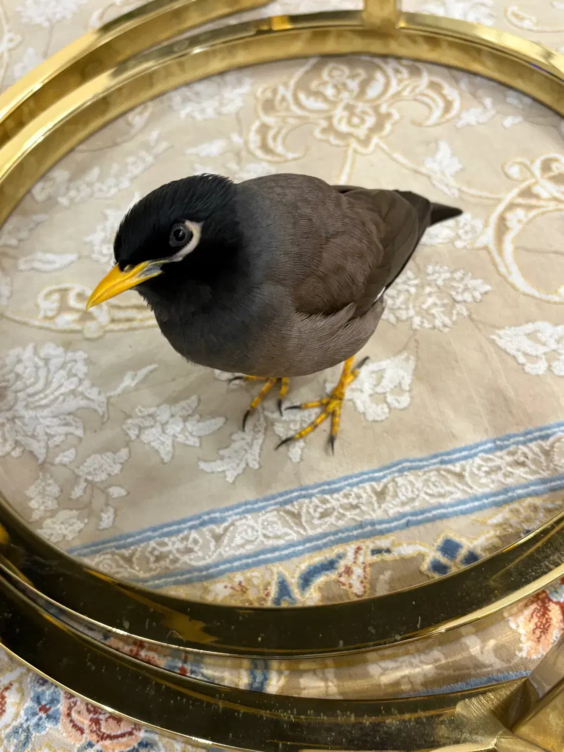 پرنده مینا|پرنده|تهران, فدک|دیوار