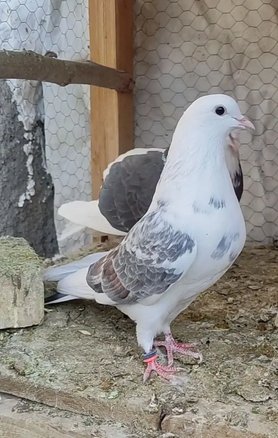 کبوتر|پرنده|پیر بکران, |دیوار