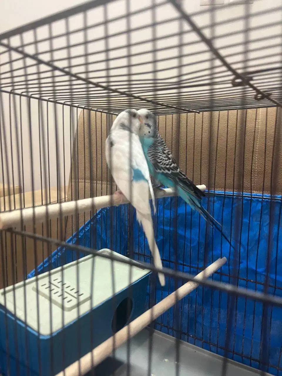 مرغ عشق|پرنده|قم, باغ اشرافی|دیوار