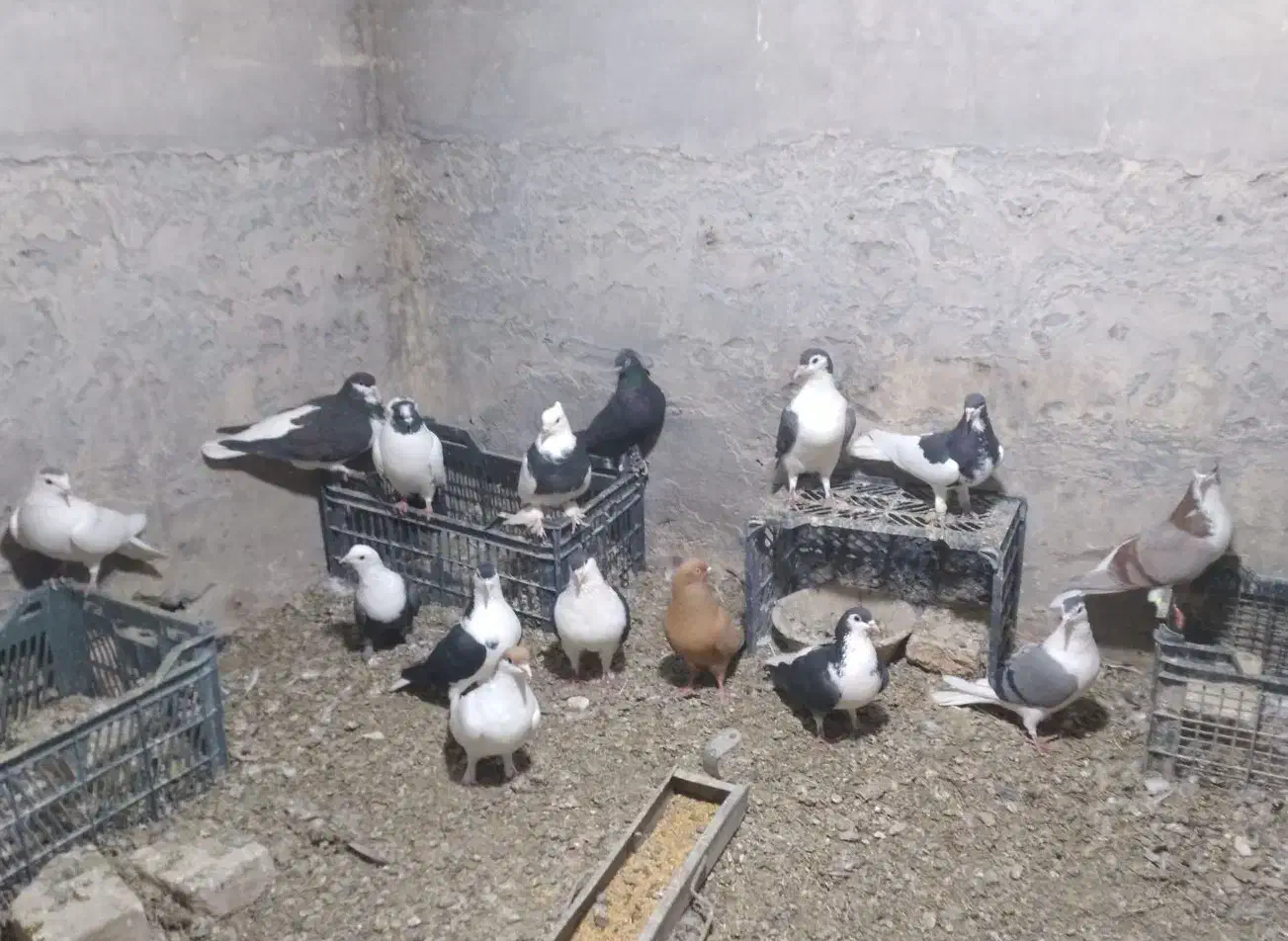 کبوتر رنگی پلاس دم سفید طوقی کل سفید|پرنده|قم, دروازه ری|دیوار