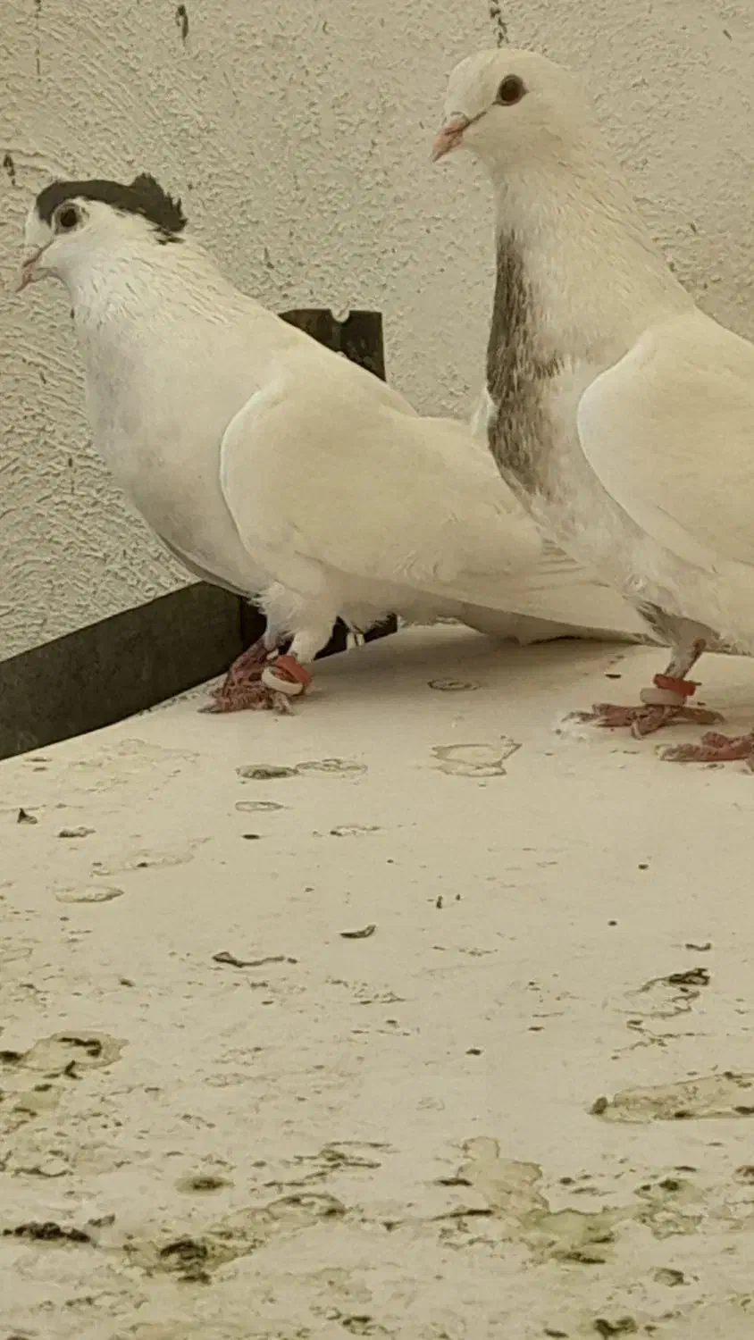 کبوتر پرشی|پرنده|نجفآباد, شیخ آباد|دیوار