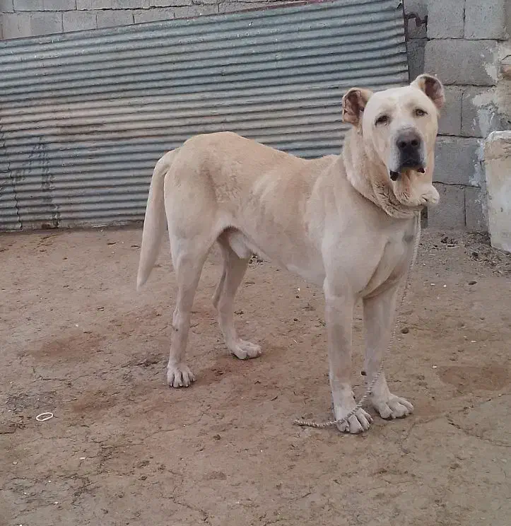 واگزاری سرابی نر|سگ|قلقل رود, |دیوار