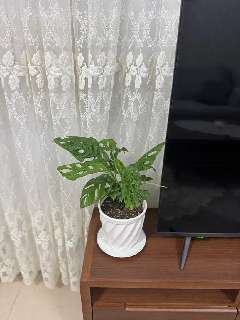 گل پتوس حصیری|گل و گیاه طبیعی|ارومیه, |دیوار