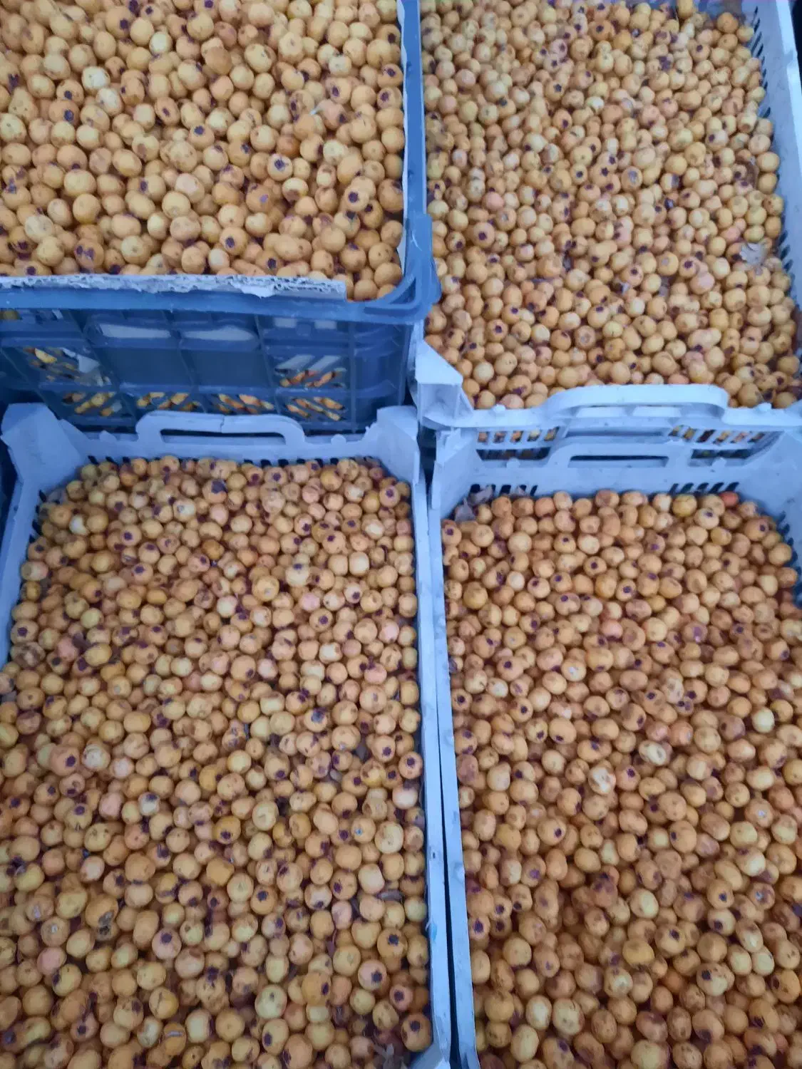 گوییژدرجه۱تازه بار....زالزالک خوشمزه|خوردنی و آشامیدنی|سقز, |دیوار