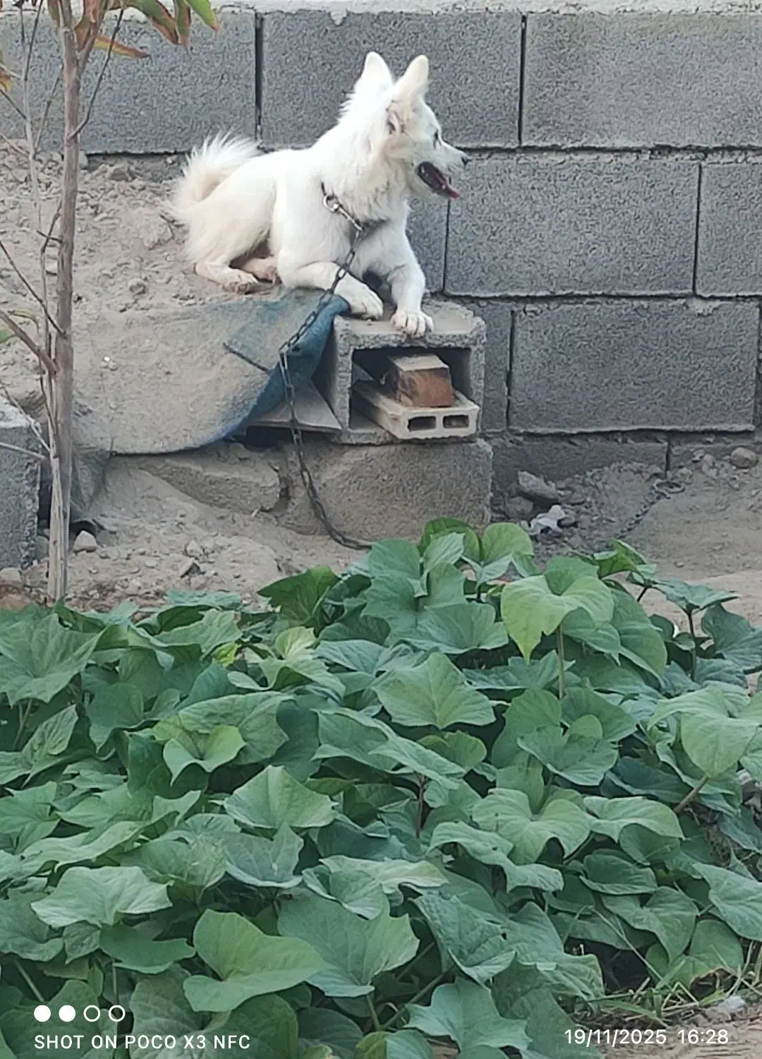 سگ پاکوتاه شتینزو پامر|سگ|چابهار, |دیوار