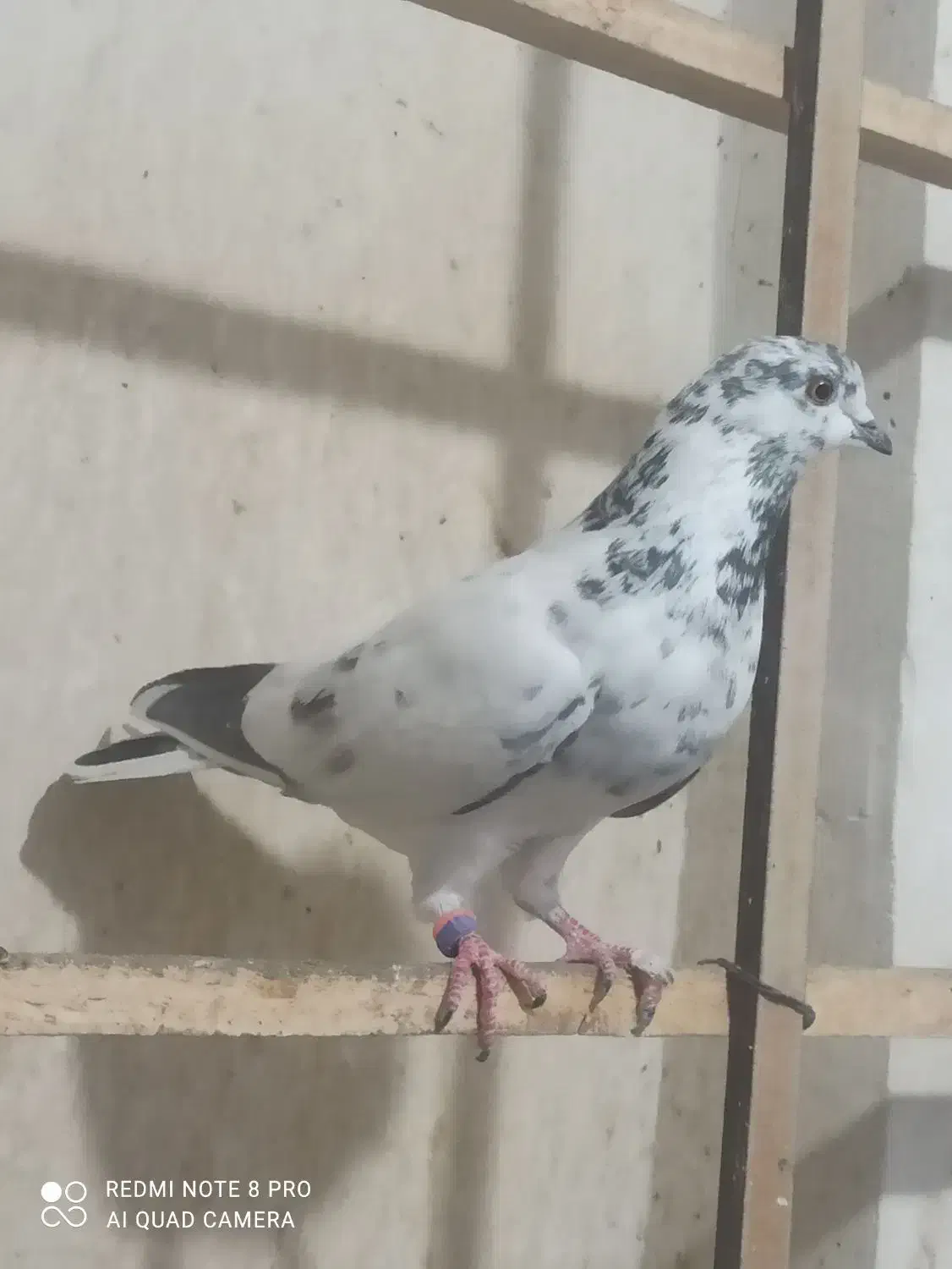 کفتر|پرنده|کاشان, فاز ۲ ناجی آباد|دیوار