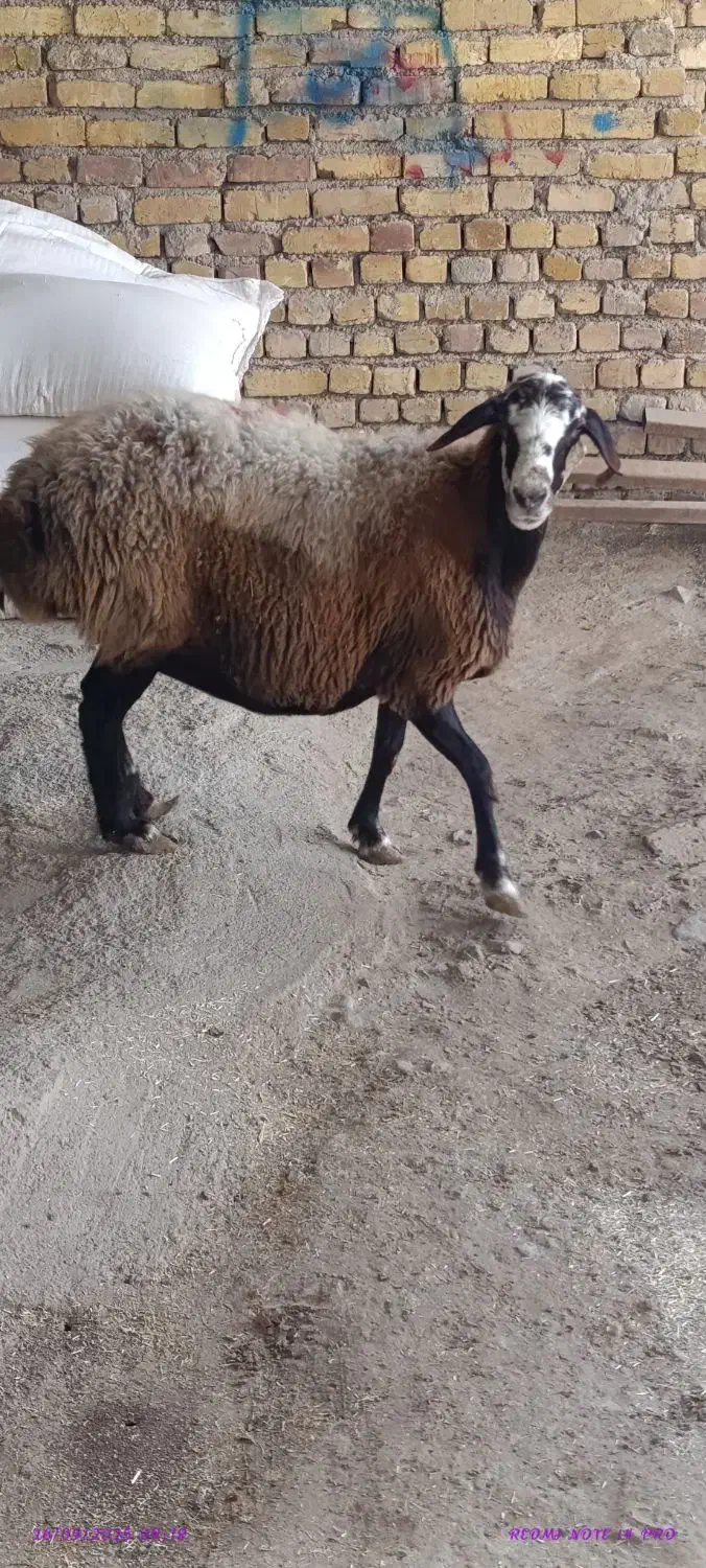 راسته گوشتی|حیوانات مزرعه|کرج, فاز ۳ گوهردشت|دیوار