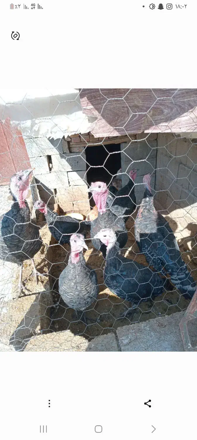 بوقلمون|حیوانات مزرعه|لیلان, |دیوار