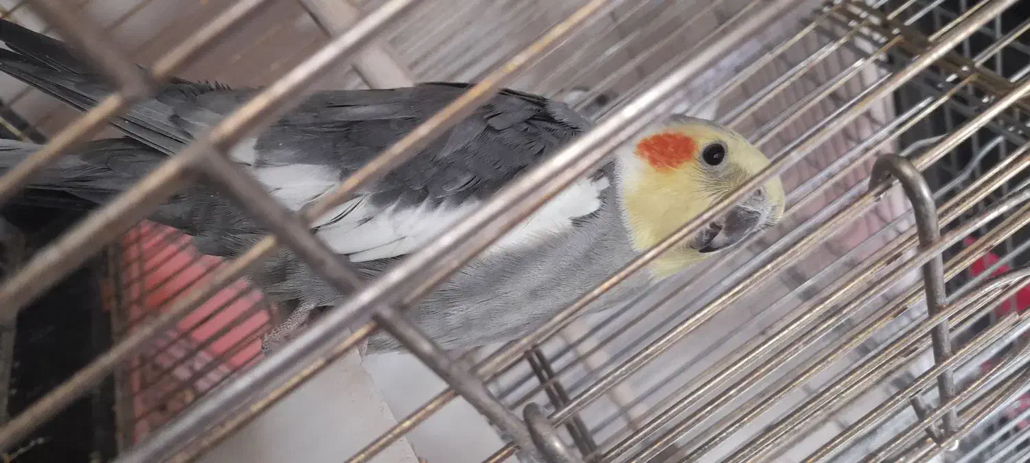 عروس هلندی دیروز گمشده|پرنده|آباده, |دیوار