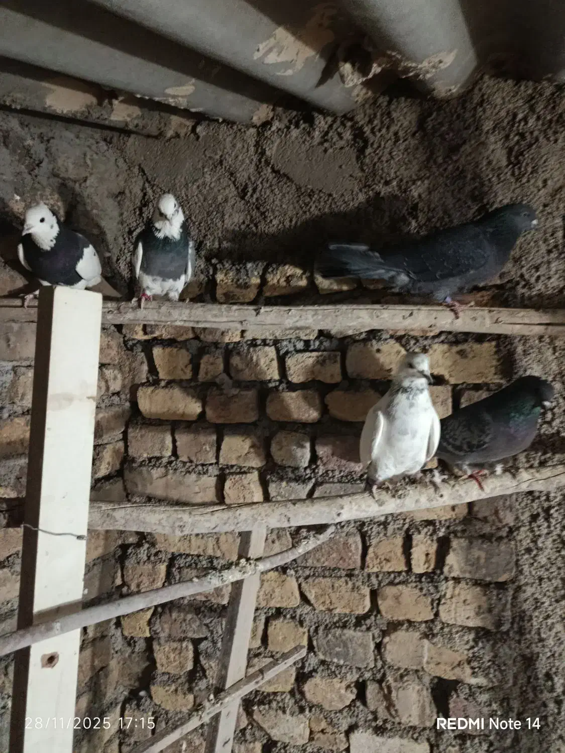 کفتر تهرانی پرشی|پرنده|پیشوا, |دیوار